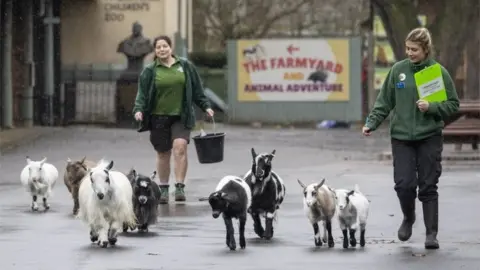 EPA Pygmy goats run ahead of two zoo keepers carrying buckets of food.