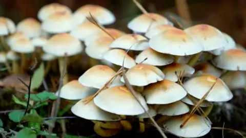 Fungi in the New Forest