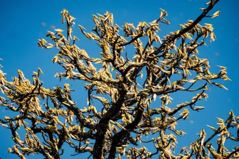 AFP Swarms of locusts feed on shea trees