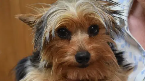 Dick White Referrals Jago the puppy