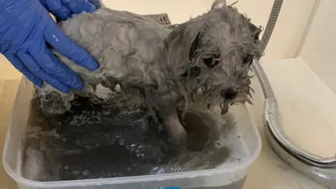 Dogs Trust Puppy being bathed by the Dogs Trust after being found covered in oil