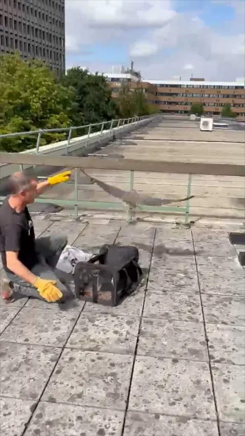 Peregrine Falcon being released into the wild by man