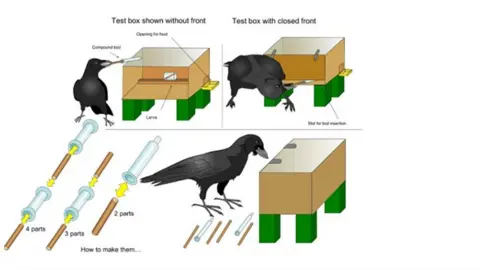 Alice Auersperg Diagram of tool-making test for New Caledonian crows