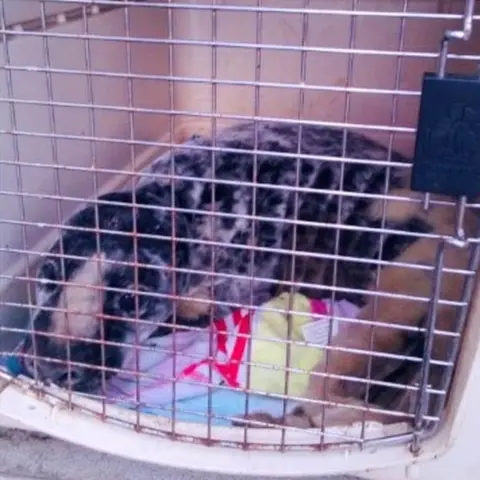 Kirkton Veterinary Centre Rescued seal