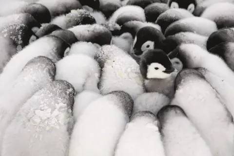 Stefan Christmann Baby penguins huddle together