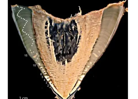 Paul Fanning UN FAO whale shark