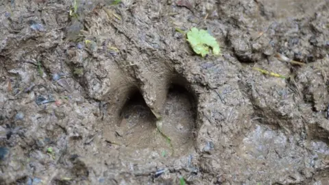 A boar's hoofprint in mud