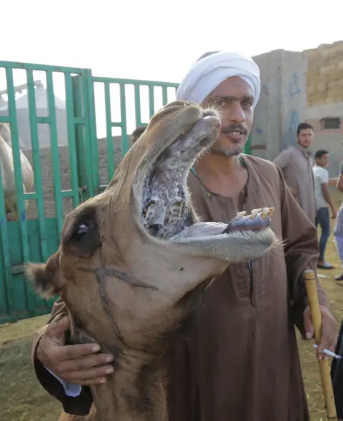 EPA A man places his arm around the neck of camel. The animal's mouth is open and it is baring its teeth.