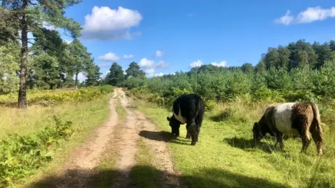 Dave boy Williams Cows in Bracknell Forest