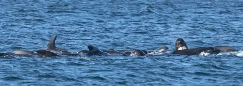 Karen Munro Pilot whales and dolphins