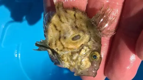 A small fish with spines held in a human hand