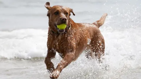A large dog splashing in the water as it bounds in ocean waves on the coast. One of its ears is up and the other is down. it is holding a bright yellow tennis ball in its mouth.