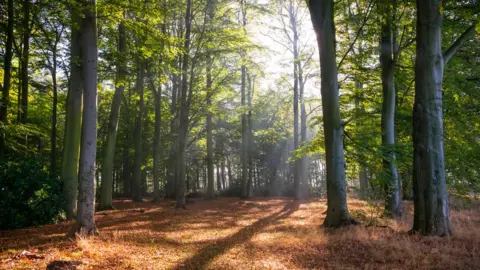 Getty Images Sherwood Forest