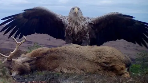 Uist Forest Retreat White-tailed sea eagle and road-kill stag