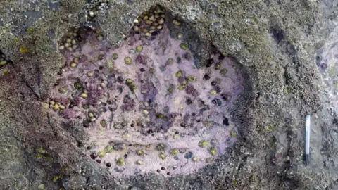 Piage DePolo Footprint