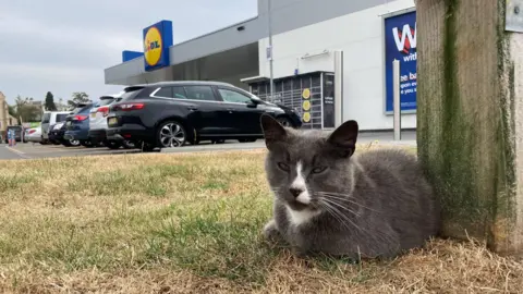 BBC Sweep the cat sitting outside a Lidl shop in Retford, Nottinghamshire