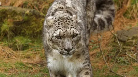 Twycross Zoo Snow leopard