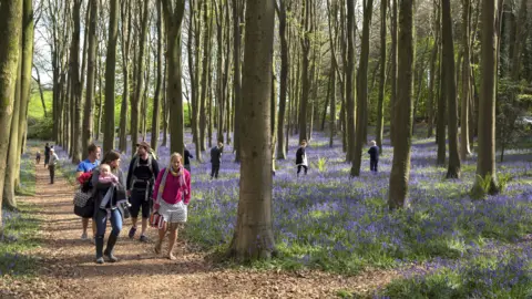 Getty Images Families walk through a Bluebell beechwood in Wrington, North Somerset.