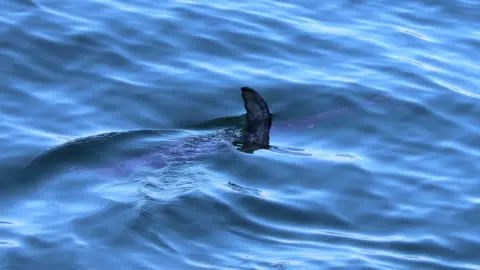 MWDM/JEN ADAMS Swordfish fin