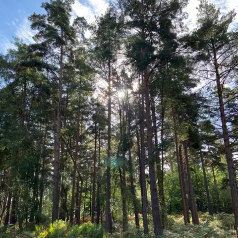 Tracey Turrell FRIDAY - Swinley Forest