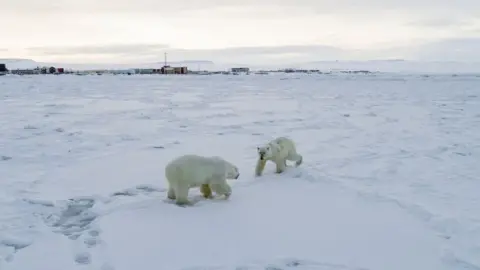 WWF Two polar bears with the village in the background