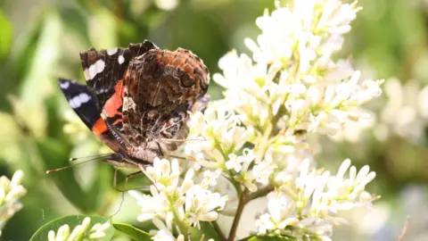 Gina Baker A red admiral butterfly sitting on a flower.