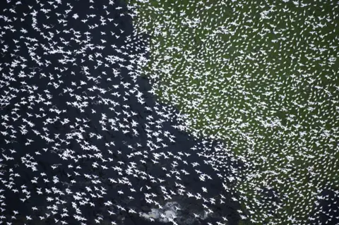 Jassen Todorov An aerial view of birds.