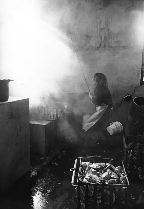 Chick Chalmers Boiling crabs at Orkney Fishermen's Society Ltd, a cooperative in Stromness. The cooked meat was packaged and exported. Lobsters were flown out live