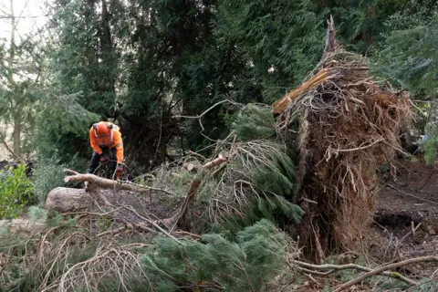 Clearing the wood from fallen trees is a difficult task