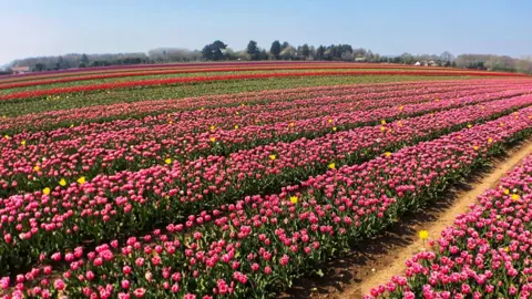 BBC/Martin Barber Norfolk tulip fields