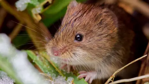 Andrew Kelsick Mammals: Andrew Kelsick