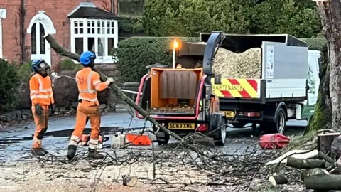 Tree being cleared