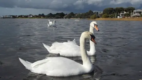 Chris Downer Swans in Christchurch Harbour
