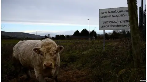 Reuters Bull in a field near the border between Northern Ireland and the Republic of Ireland