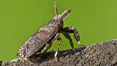 Paul Rule Asiraca clavicorni on garden fence