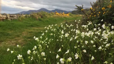 Anna Hart Wildflowers beside a grassy path near the County Down coast