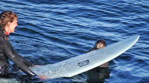 A surfboard stealing otter is on the run