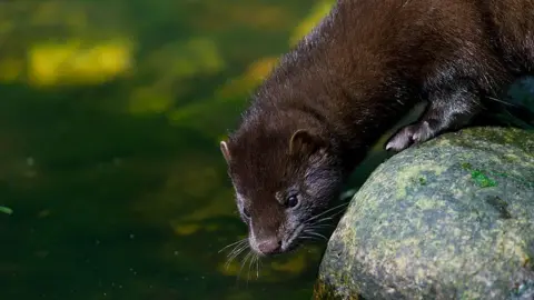 Getty Images American mink