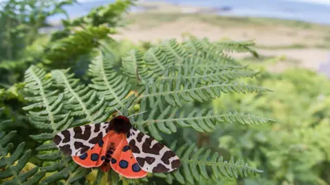 Ben Porter A tiger moth perched on bracken
