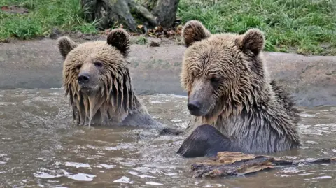 Brown bears Mish and Lucy are seen playing in water surrounded by grass and timber.
