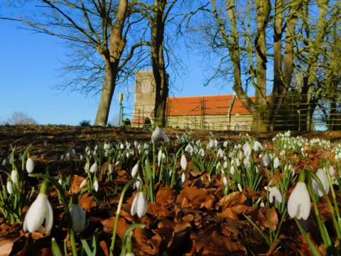 Ian W A sunny winter scene of snowdrops amid fallen leaves with a church building in the background. 