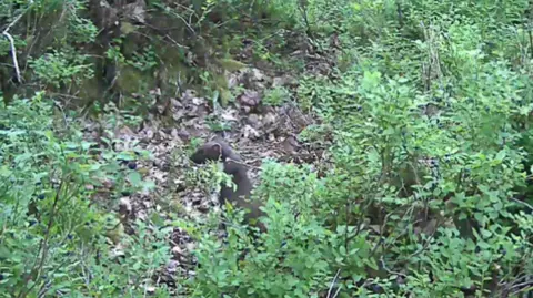 Devon Wildlife Trust A lone kit is standing in the foliage. The animal is brown and has small pointed ears.