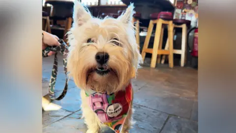 All About Ipswich A West Highland White Terrier is pictured in a pub wearing a bandana with the words, All About Ipswich written on it.