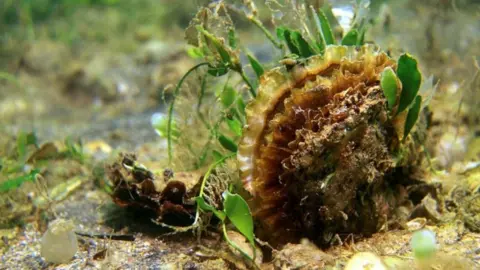 Blue Marine Foundation Native flat oyster