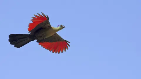 Daniel J Field Purple-Crested Turaco (Tauraco porphyreolophus), Kruger National Park, Mpumalanga, South Africa