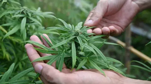 Close up of two hands holding a cannabis plant