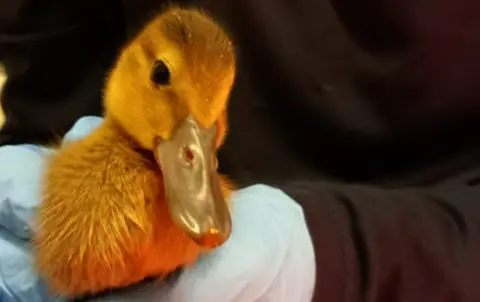 A ducking born being held in a hand with a white glove