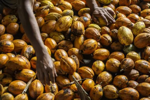 ROGÉRIO ASSIS A close-up of cocoa pods