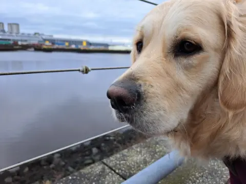 Gail Steel A close-up of a golden retriever that is standing on the banks of the River Clyde in Renfrewshire. The water is still. 