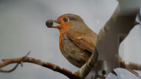 Dale Clarke A robin eating a berry